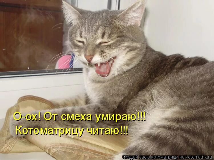 лопнул от смеха. смех надпись. помереть смех. философ мем. помереть смех.