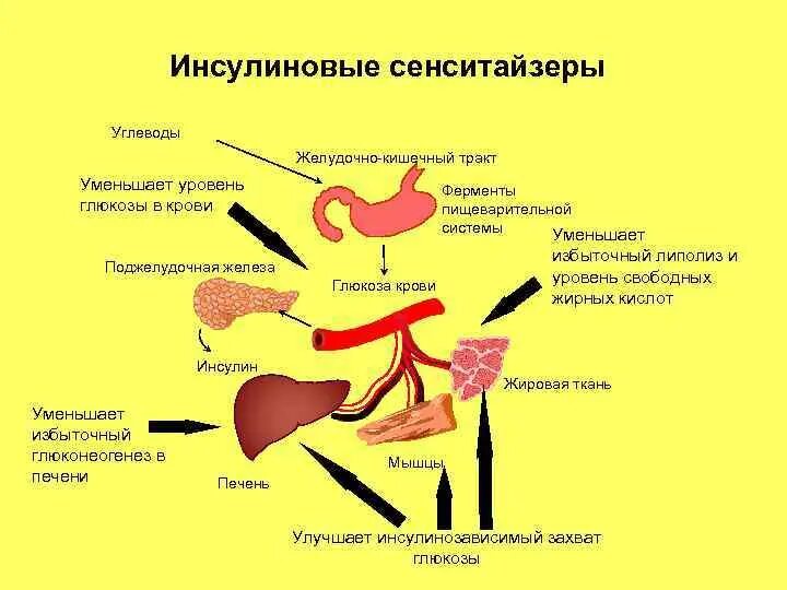 Сенситайзеры инсулина механизм действия. Сенситайзеры механизм действия. Поджелудочная железа инсулин. Ферменты поджелудочной железы.