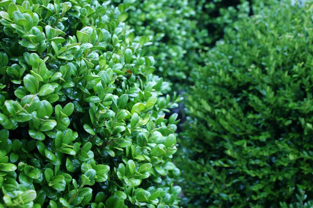 Валюта вечнозеленый. Самшит Буксус. Buxus sempervirens самшит. Буксус (самшит) куст. Самшит вечнозеленый rotundifolia.