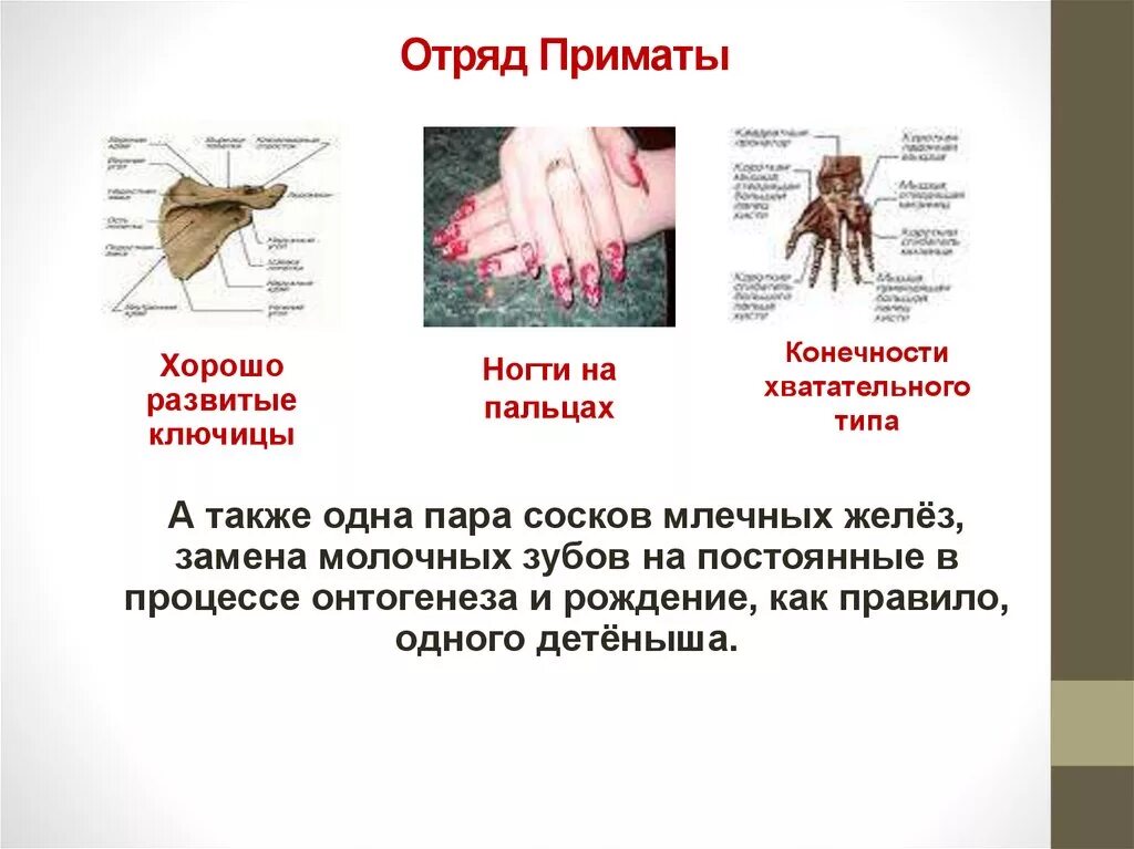Какую функцию выполняет средний палец примата. Особенности отряда приматы. Пятипалые конечности. Отряд приматы представители. Отряд приматы 7 класс биология.