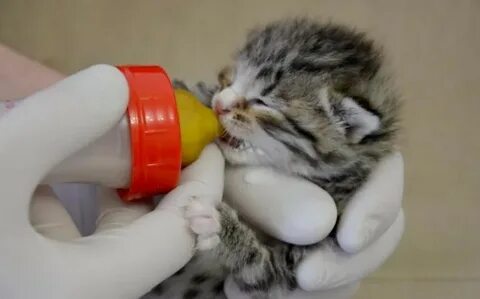 Кормление котят без кошки