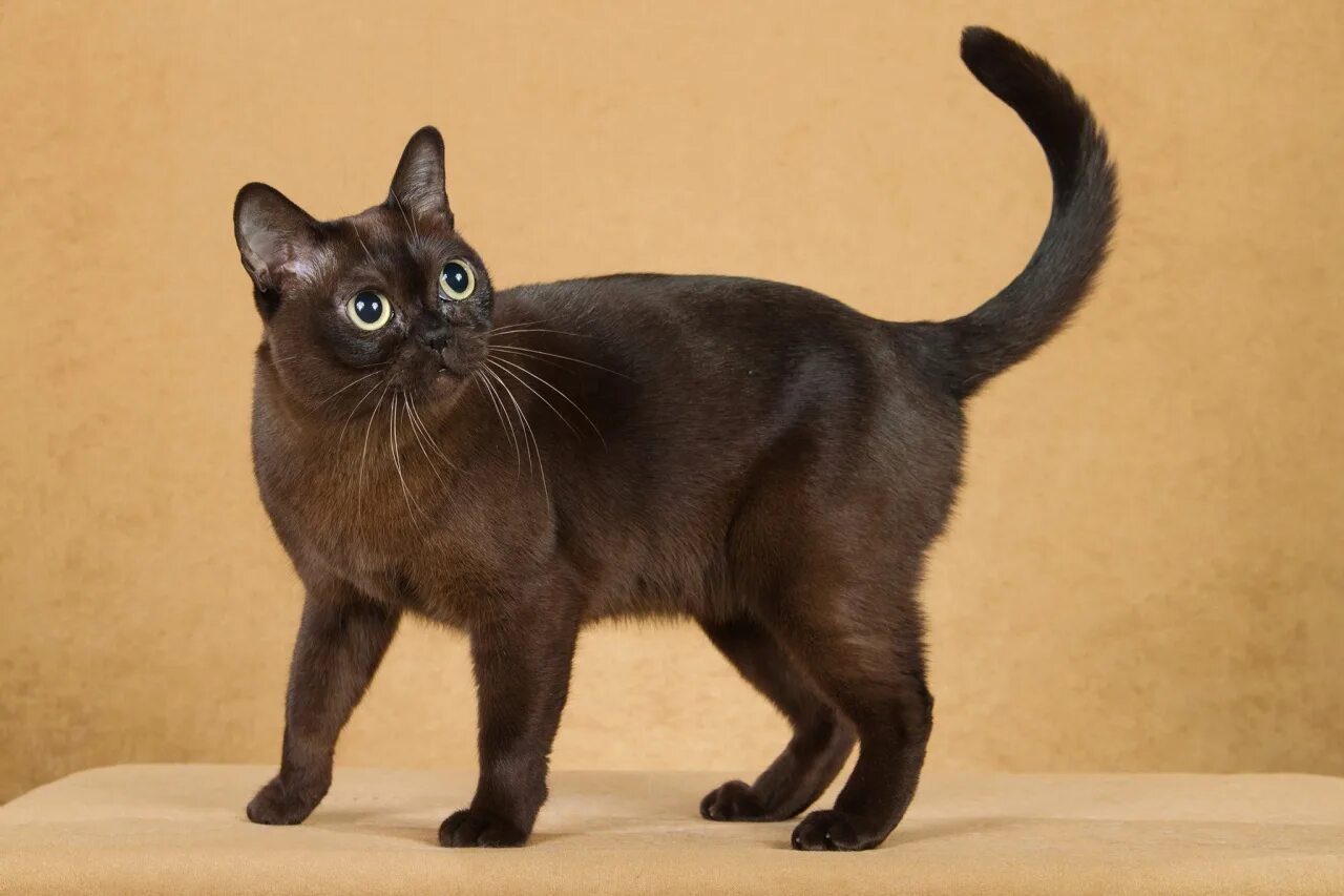 Породы коричневых котов. Бурманская порода кошек. Европейская Бурма кошка. Бурманская короткошерстная кошка. Бурманская короткошёрстная (Бурма).