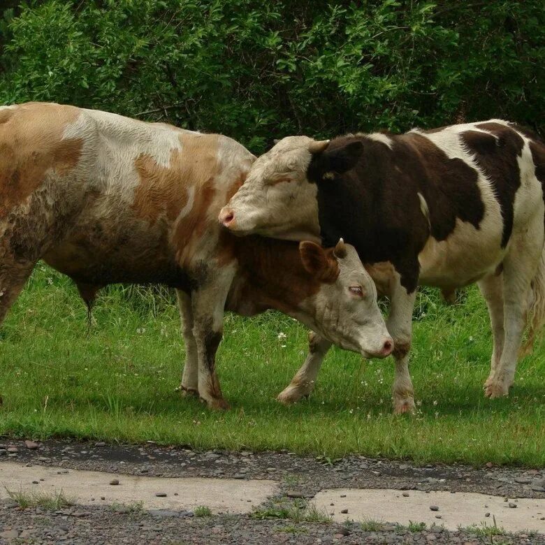 Устал бычок. Корова и бык. Бык и теленок.