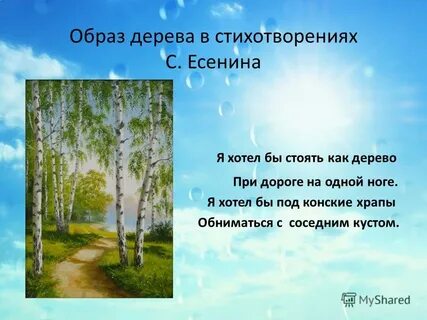 Поэзия дерева