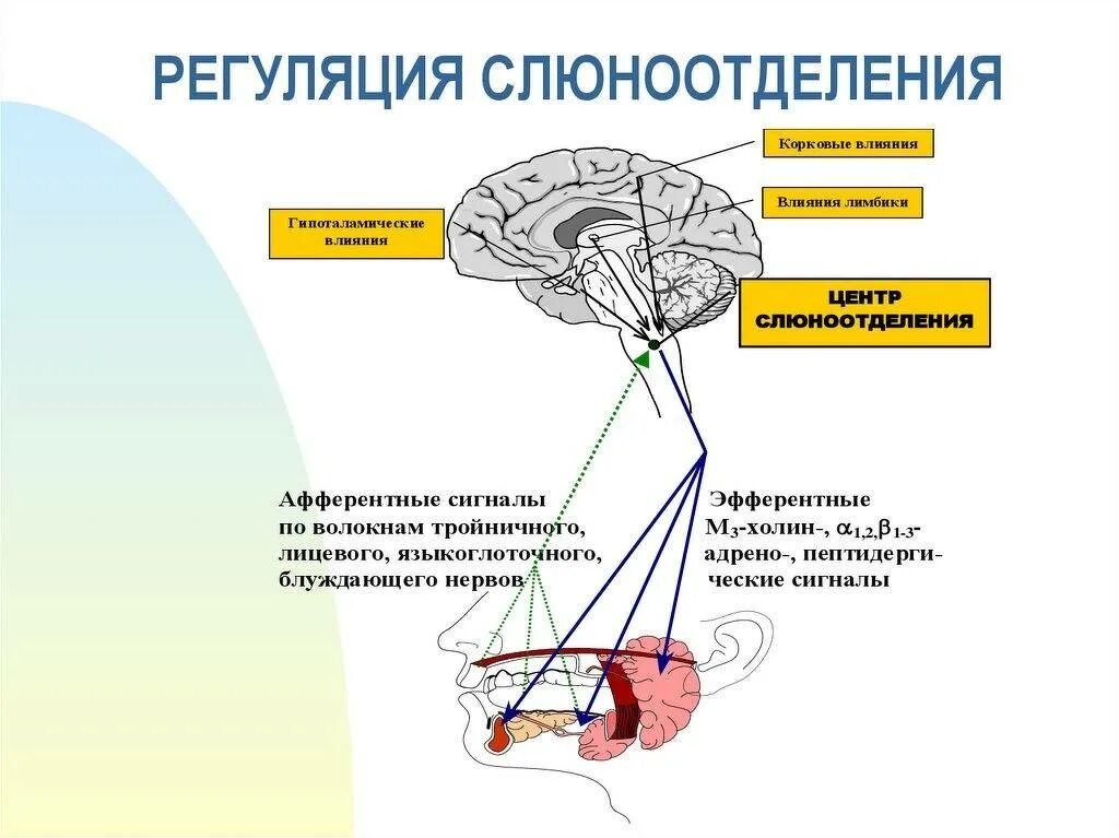 Слюновыделение причины. Схема рефлекса слюноотделения физиология. Механизмы слюноотделения схема рефлекторной. Механизм слюноотделения физиология схема. Регуляции выделения слюны схема.