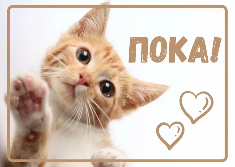 Всем пока. Пока. Пока делимся. Пока делимся. Смешная картинка всем пака.