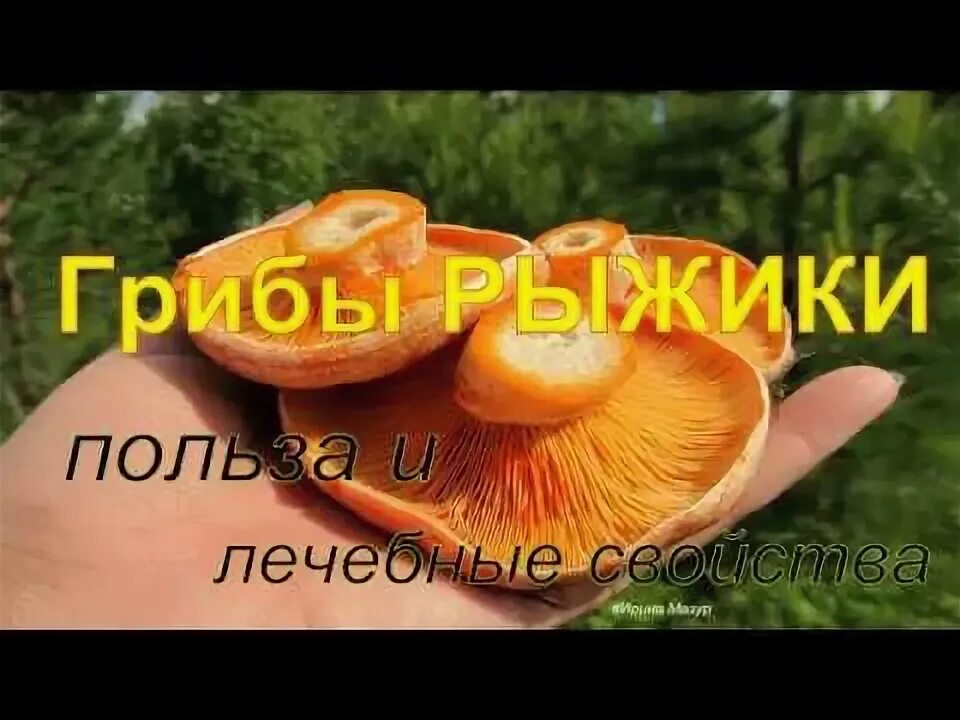 Рыжики польза