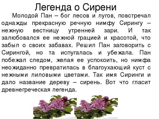 Сирень составить слова. Легенда о сирени. Легенда о сирени для детей. Интересные легенды про сирень. Мифы о сирени.