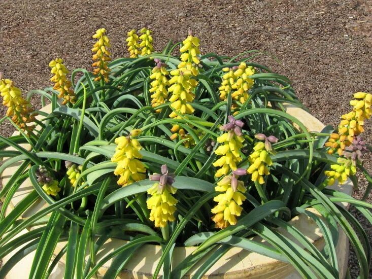 Golden fragrance