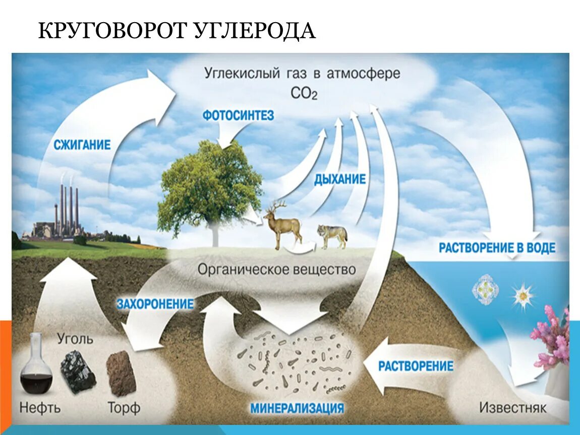 Инфографика круговорот углерода в природе. Круговорот углекислого газа в природе. Круговорот углерода в природе картинки. Круговорот азота и углерода биология.