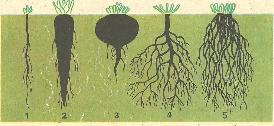 Корень ое корень. Корни растений. Корневые системы растений. Корень. Растения с разными корневыми системами.