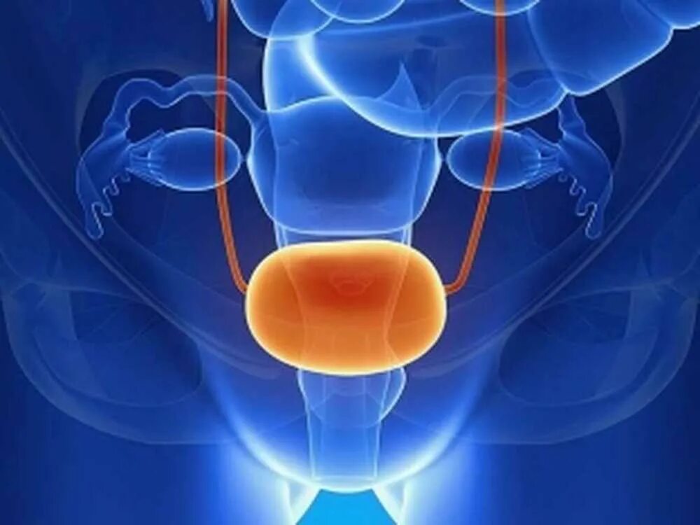 Область мочевого пузыря у мужчин. Урология мочевой пузырь. Моче вой пцзырь. Мочевой пузырь картинка. Мочеиспускание анатомия.