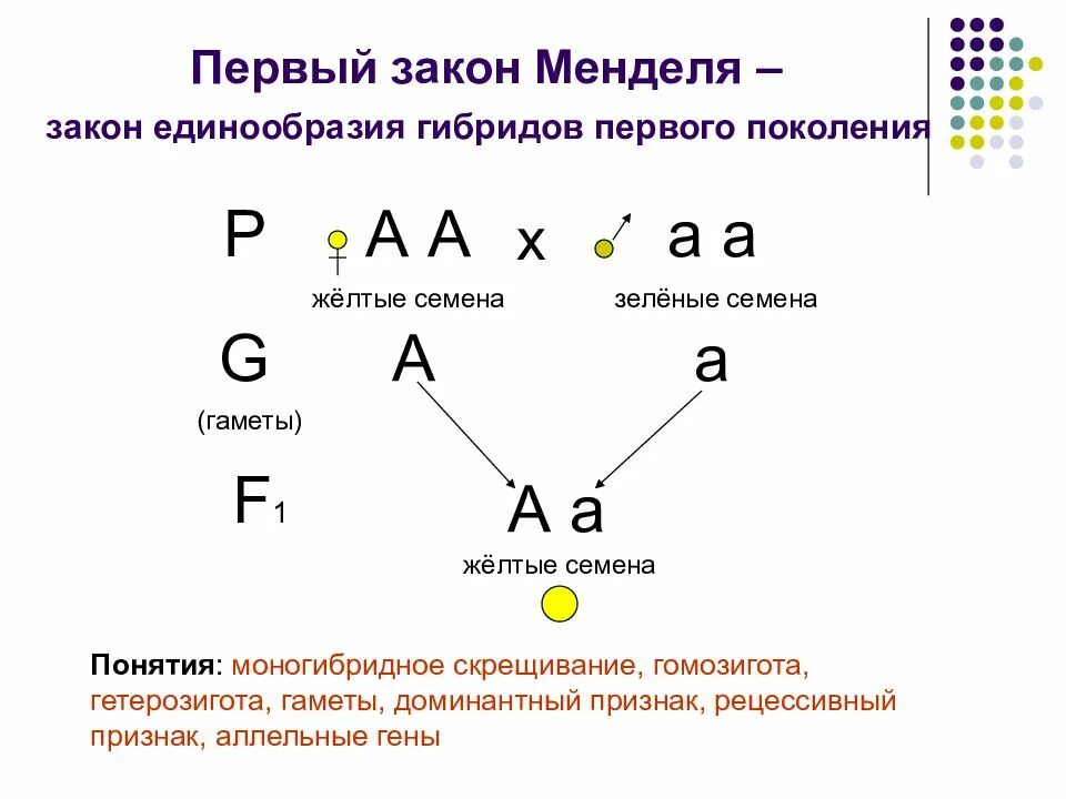 Расщепление гибридов. 1 закон менделя схема. первый закон менделя закон единообразия гибридов первого поколения. схема скрещивания 1 закон менделя. генетические задачи на 1 и 2 закон менделя с решением.