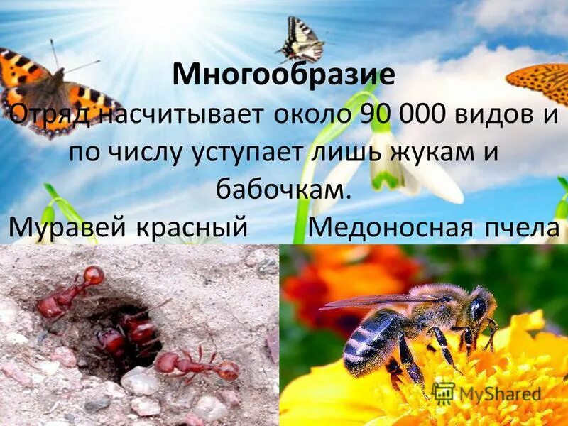 перепончатокрылые личинки. место обитания перепончатокрылых. представители перепончатокрылых насекомых. среда обитания перепончатокрылых насекомых. отряд насекомых перепончатокрылые общая характеристика.