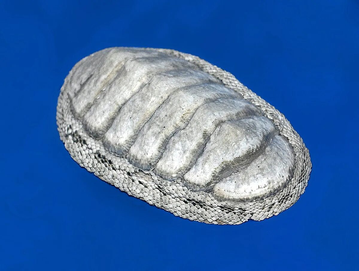 Chiton. Хитон моллюск. панцирные хитоны. хитон tonicella marmorea. chiton tuberculatus.