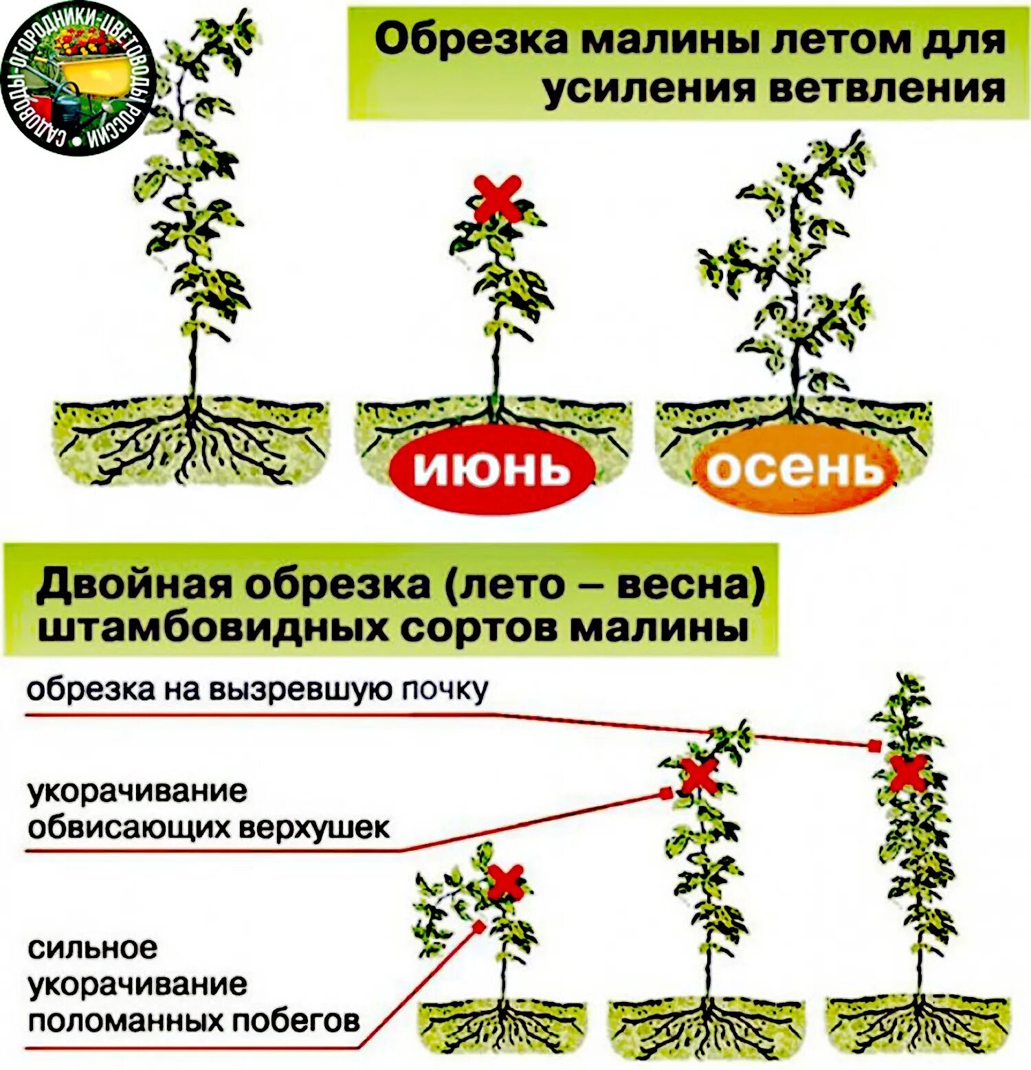 Можно ли обрезать нижние листья. Схема обрезки ремонтантной малины. Обрезать ремонтантную малину. Обрезка ремонтантной малины схема. Обрезания ремонтантной малины.