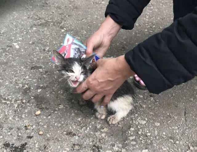 Hello street cat издевательство. Котята над которыми издевались.