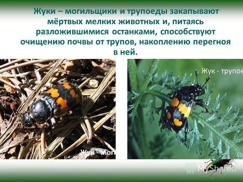 американский жук могильщик. жук могильщик выделительная система. жук могильщик выделительная система. жук могильщик обыкновенный. интересные факты о жуке могильщике.