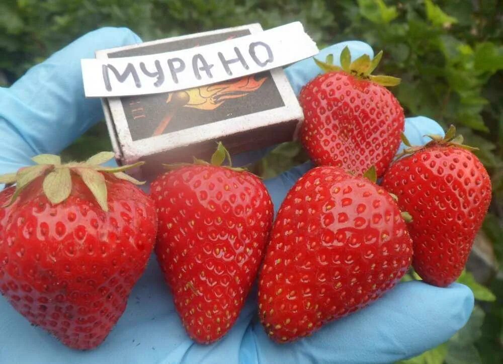 Клубника мурано описание и фото отзывы садоводов
