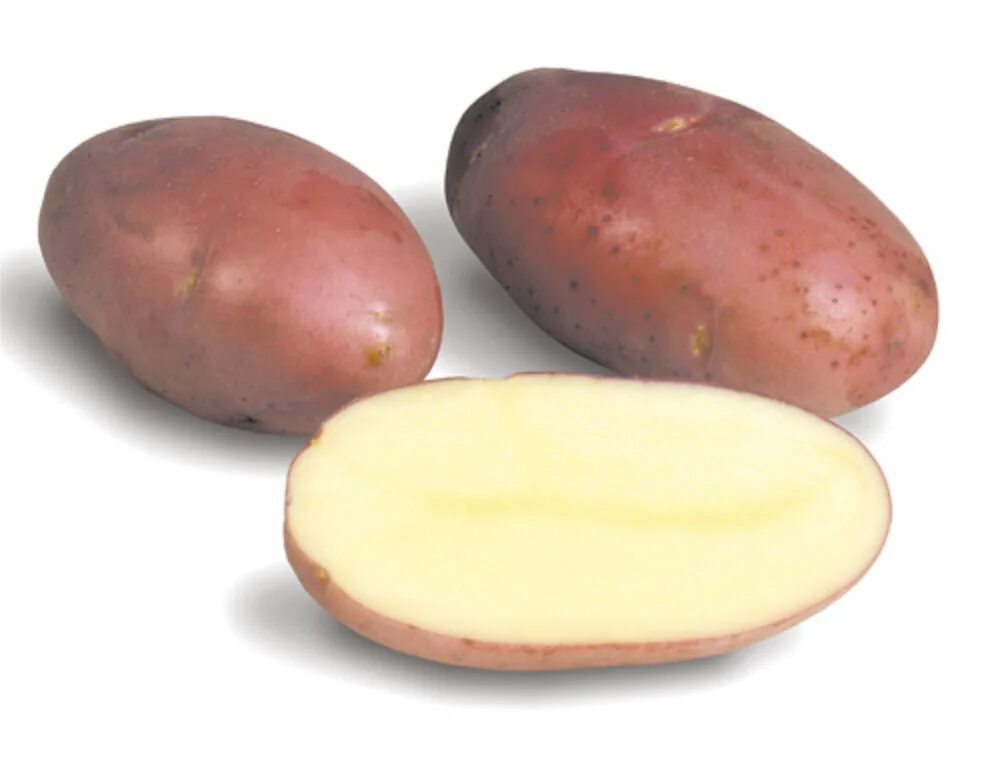 Картофель лабелла описание сорта фото отзывы. Сорт картофеля Розара. Картофель Лабелла семенной. Сорт картофеля Лабелла. Сорт Лабелла.