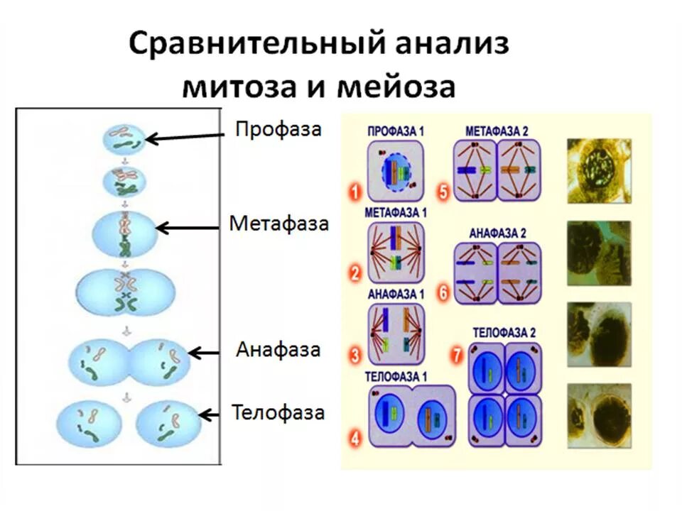 Сходства и отличия митоза и мейоза. Схемы фаз митоза и мейоза. Сравнительная схема митоза и мейоза. Отличие фаз митоза и мейоза. Схемы фаз мейоза в сравнении с митозом.