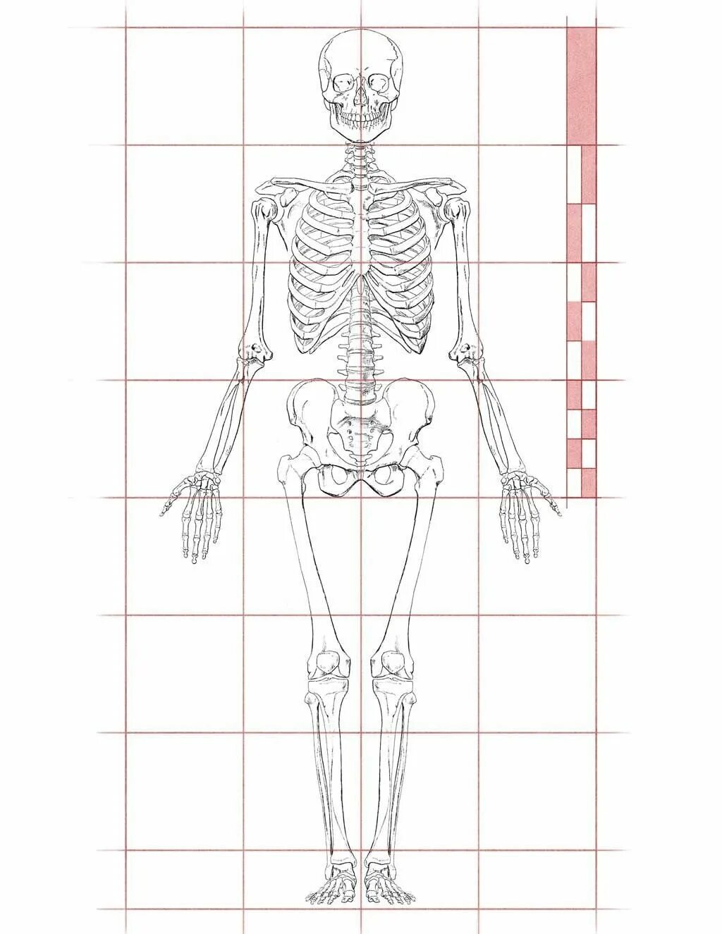 Пропорции анатомии человека. Анатомия человека в рисунке пропорции тела. Пропорции анатомии человека. Анатомия человека пропорции. Анатомия для художников пропорции тела.