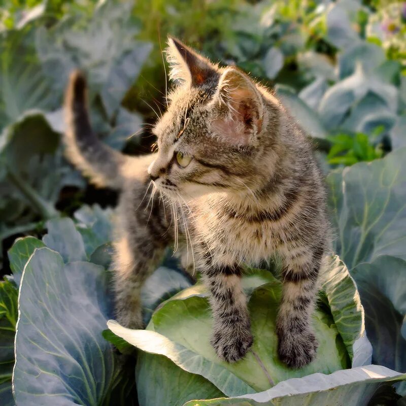 Кот в капусте. Кот с капустой. коь в капусте. коты в капусте. котик в огороде.