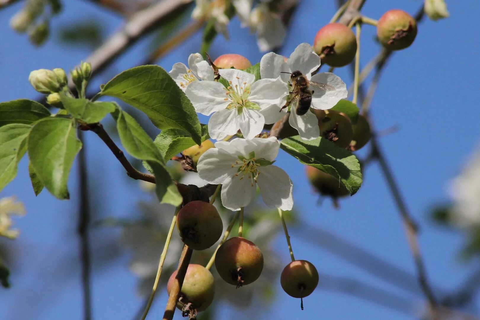 Березка яблоко. Яблоня Лесная Malus Sylvestris. Яблоня Лесная (Дикая) (Malus Sylvestris). Яблоня макинтош цветение. Яблоня Сиверса.