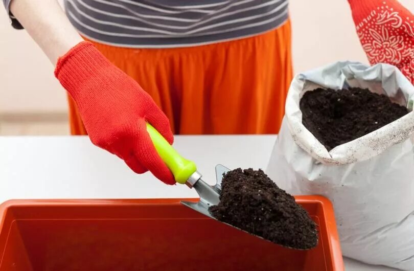 Подготовка почвы для рассады. Подготовка грунта для рассады. Контейнеры для посадки семян. Земля для рассады. Семена для рассады.