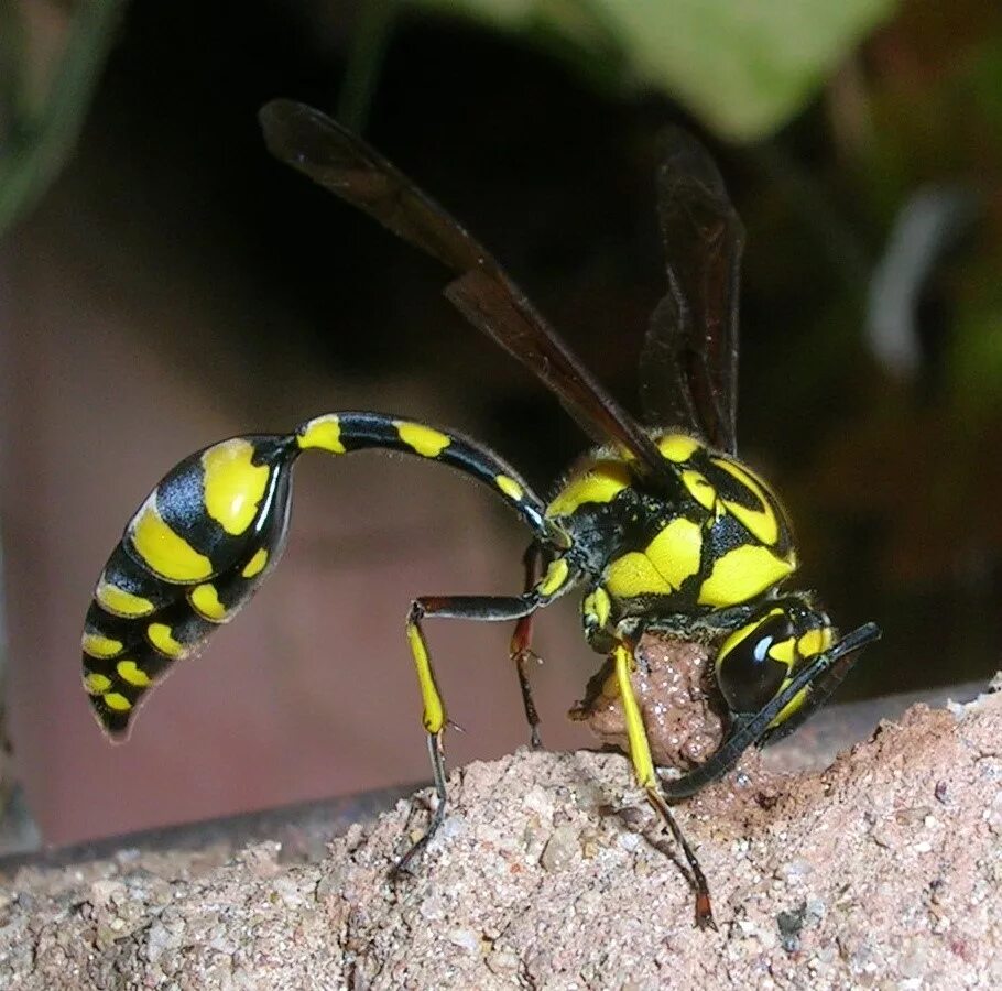 Сколько живут осы. Роющая Оса. Mud Dauber Оса. Земляной Шершень. Wasp Оса.