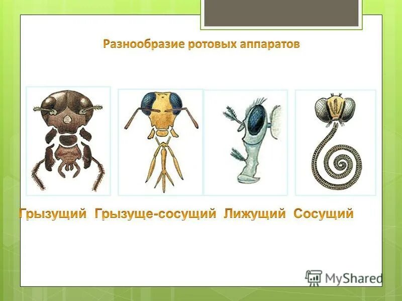 Ротовые аппараты насекомых таблица 7 класс по биологии. Типы ротовых аппаратов насекомых таблица. Разнообразие ротовых аппаратов. Типы ротовых аппаратов членистоногих. Колюще-сосущий ротовой аппарат насекомых строение.