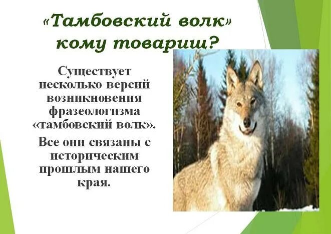 Тамбовский волк тамбов. Тамбовский волк тебе товарищ памятник в тамбове. Выражение тамбовский волк. Тамбовский волк. Выражение тамбовский волк.