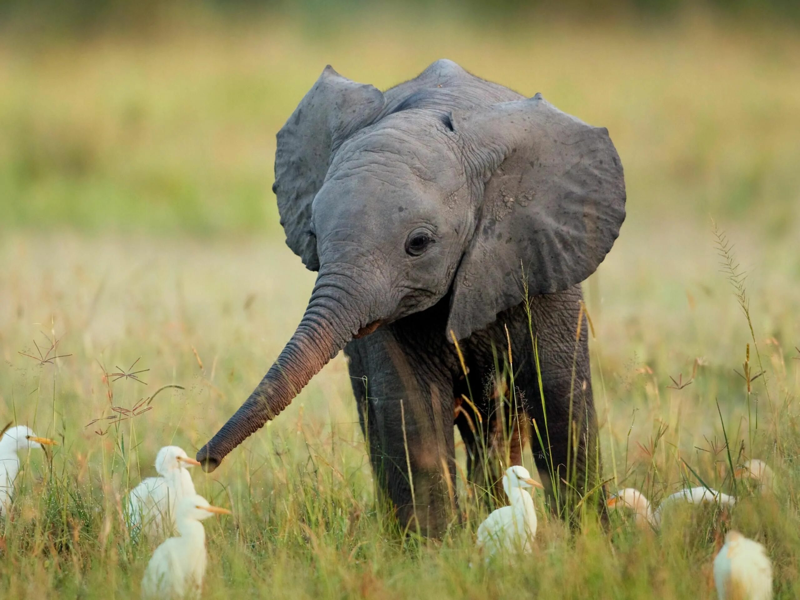 Elephant на русском языке. Слонёнок. Животные Африки. Красивый Слоник. Слоны в природе.