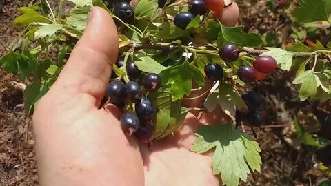 Смородина золотистая сорта