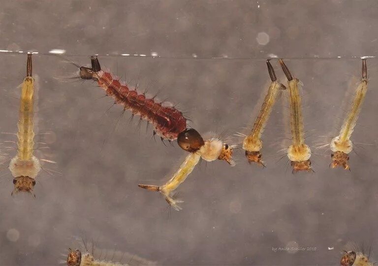 Чем необычен этот представитель фауны - Подёнки (Ephemeroptera)?