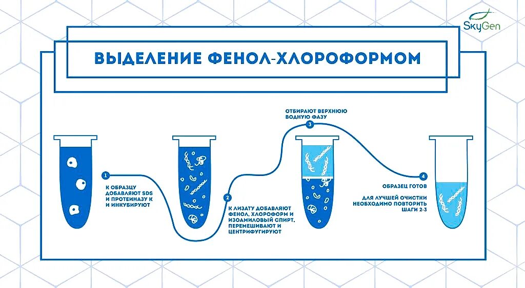 Выделение ДНК фенол хлороформной экстракции. Фенольный метод выделения ДНК. Метод фенол-хлороформной экстракции. Фенол-хлороформный метод выделения ДНК. Процесс выделения днк