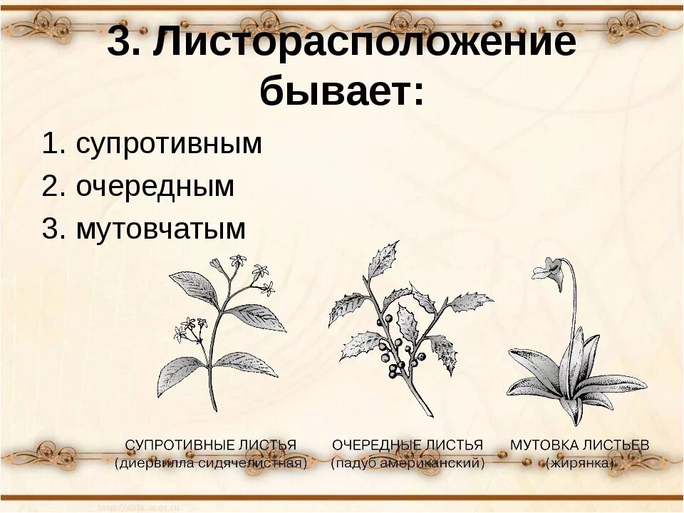 Какой тип листорасположения характерен для