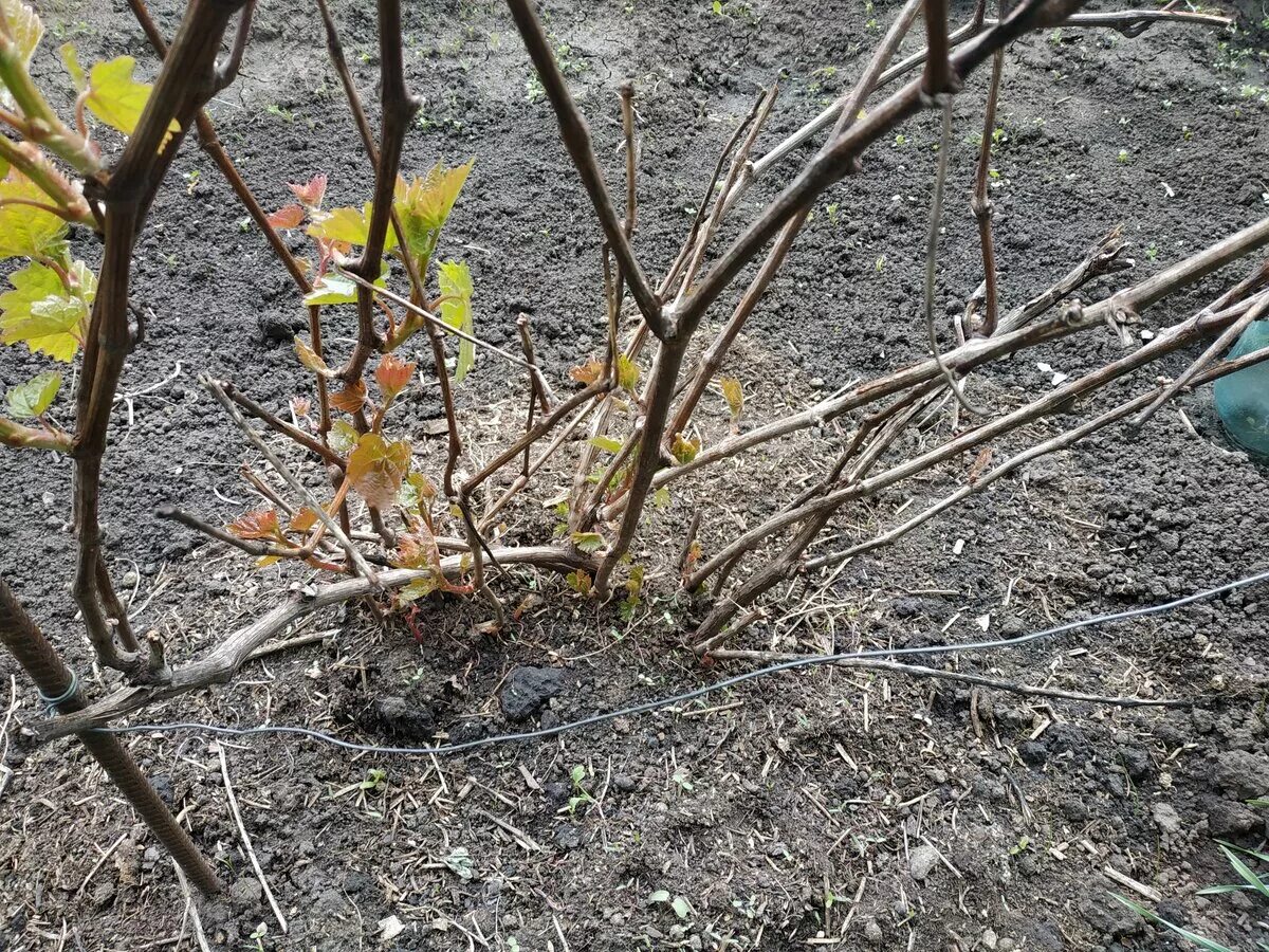 Виноград после зимы что делать. Виноградная лоза подмерзла. Виноград после зимы. Лоза винограда после зимы. Обрезаем виноград после зимы.