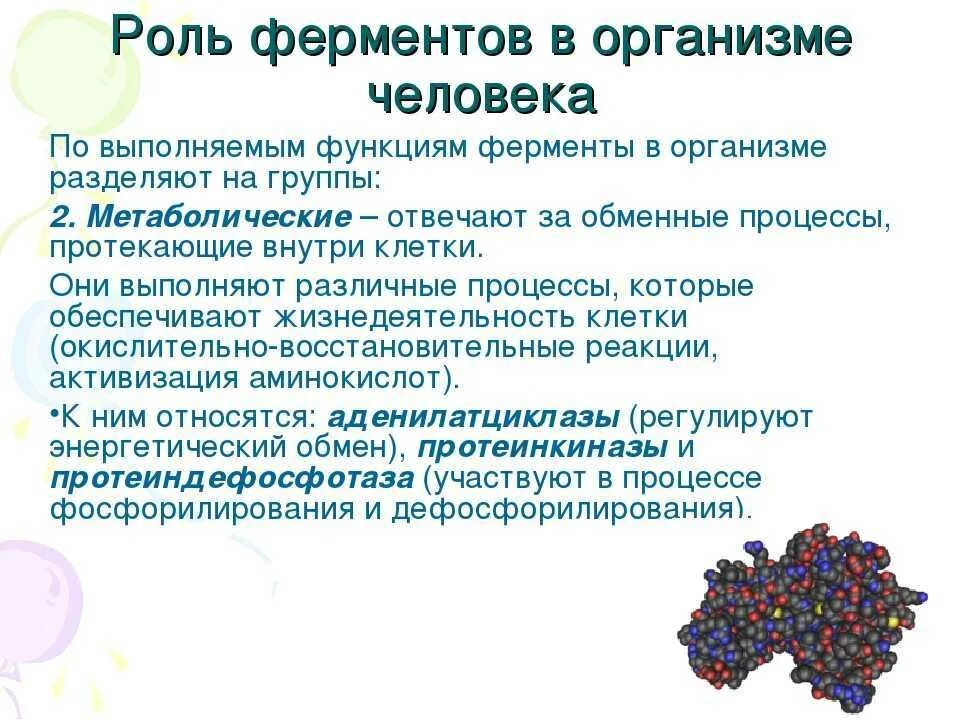 Функции ферментов в организме человека. Роль ферментов в организме человека. Биологическая роль ферментов. Роль ферментов в жизнедеятельности организма. Биологически активные вещества выделяемые в кровь