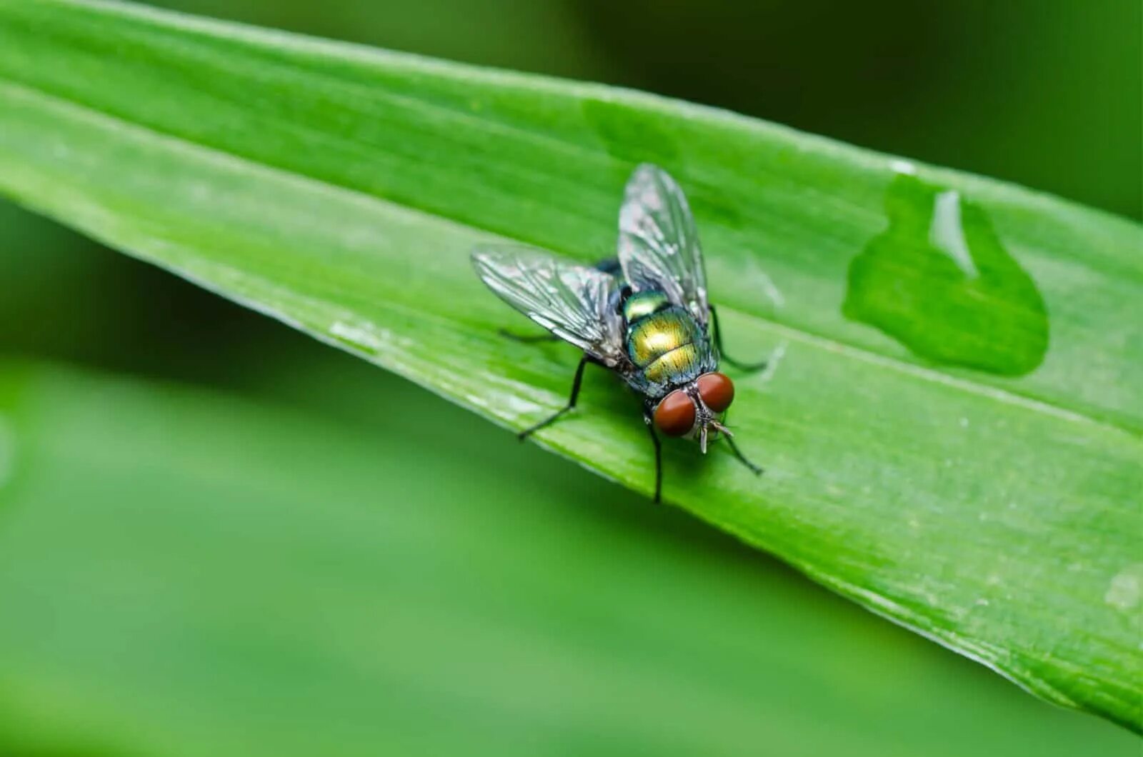 Fly green. Green Fly. Fly зеленый. Сколько живут мухи без еды и воды. Fly the Greenest.