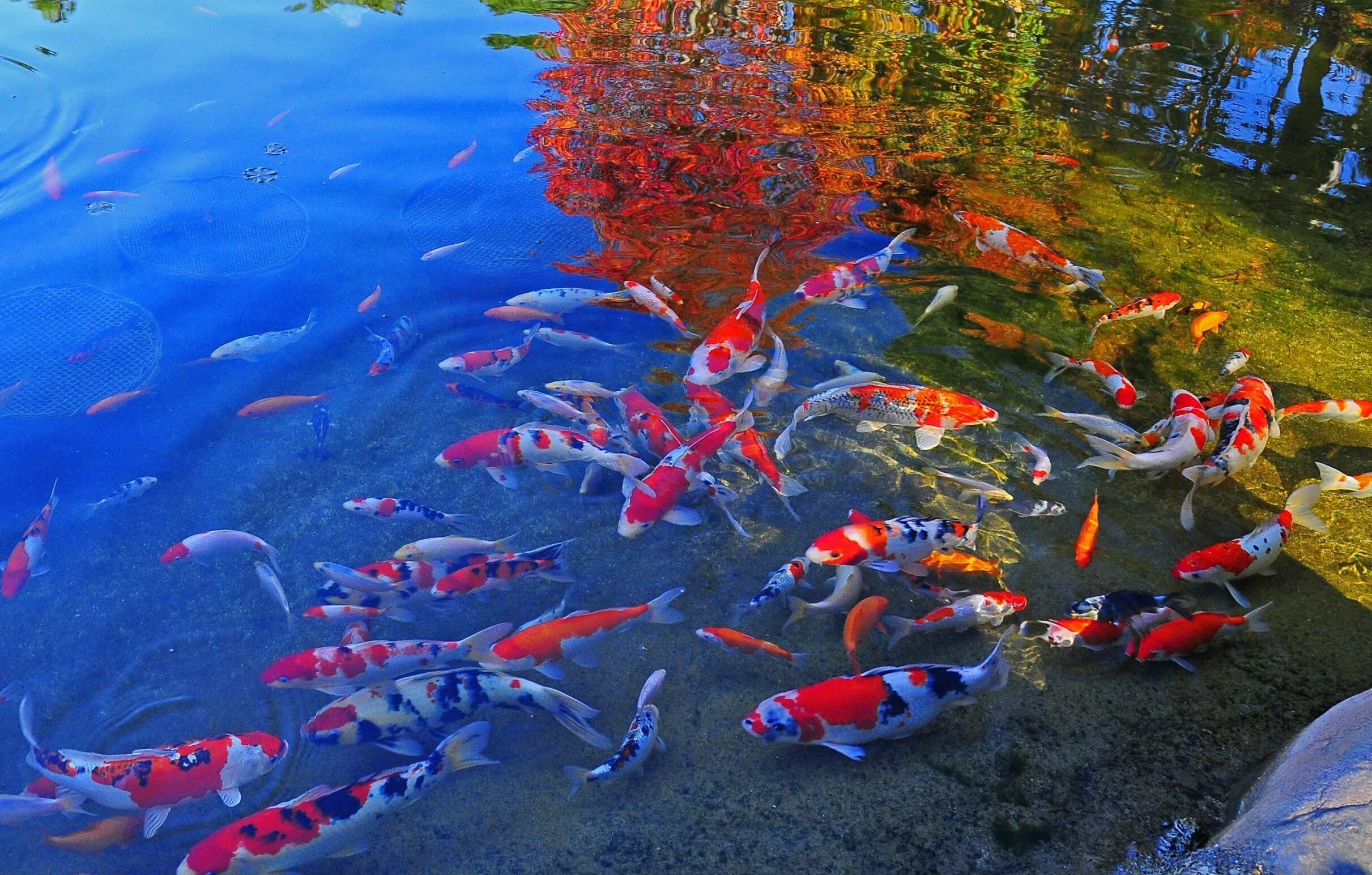 Карпы кои. Пруд кои Япония. Карп кои вуалевый. Парчовый Карп. Почему рыбы в пруду