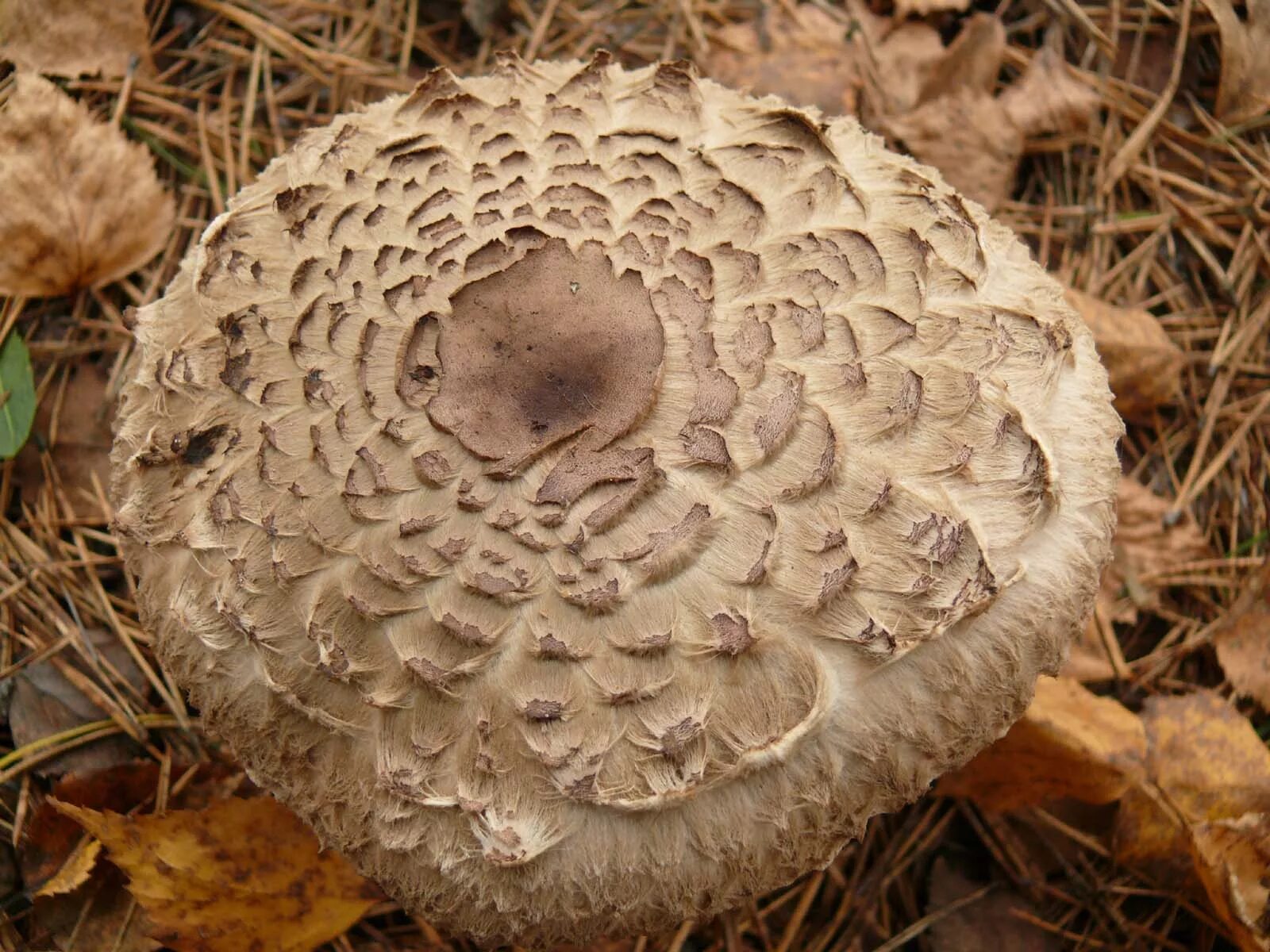 Съедобные грибы. Съедобные грибы фото. Съедобные грибы Оренбуржья. Съедобные грибы Самарской области. Грибы в самарской области
