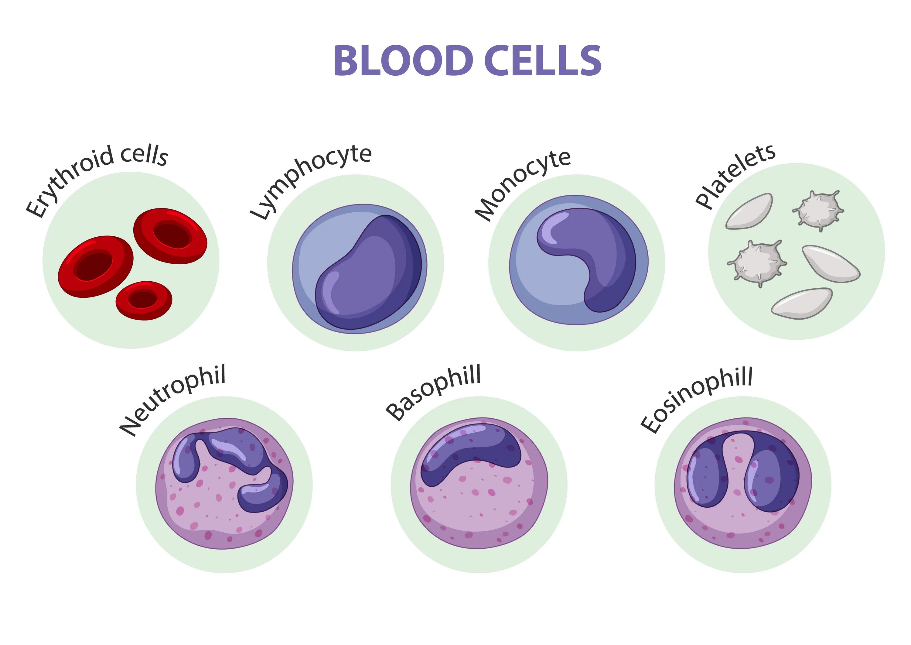 The study of blood. Клетки крови. Типы клеток крови. Red Blood Cell structure. The function of White Blood Cells.