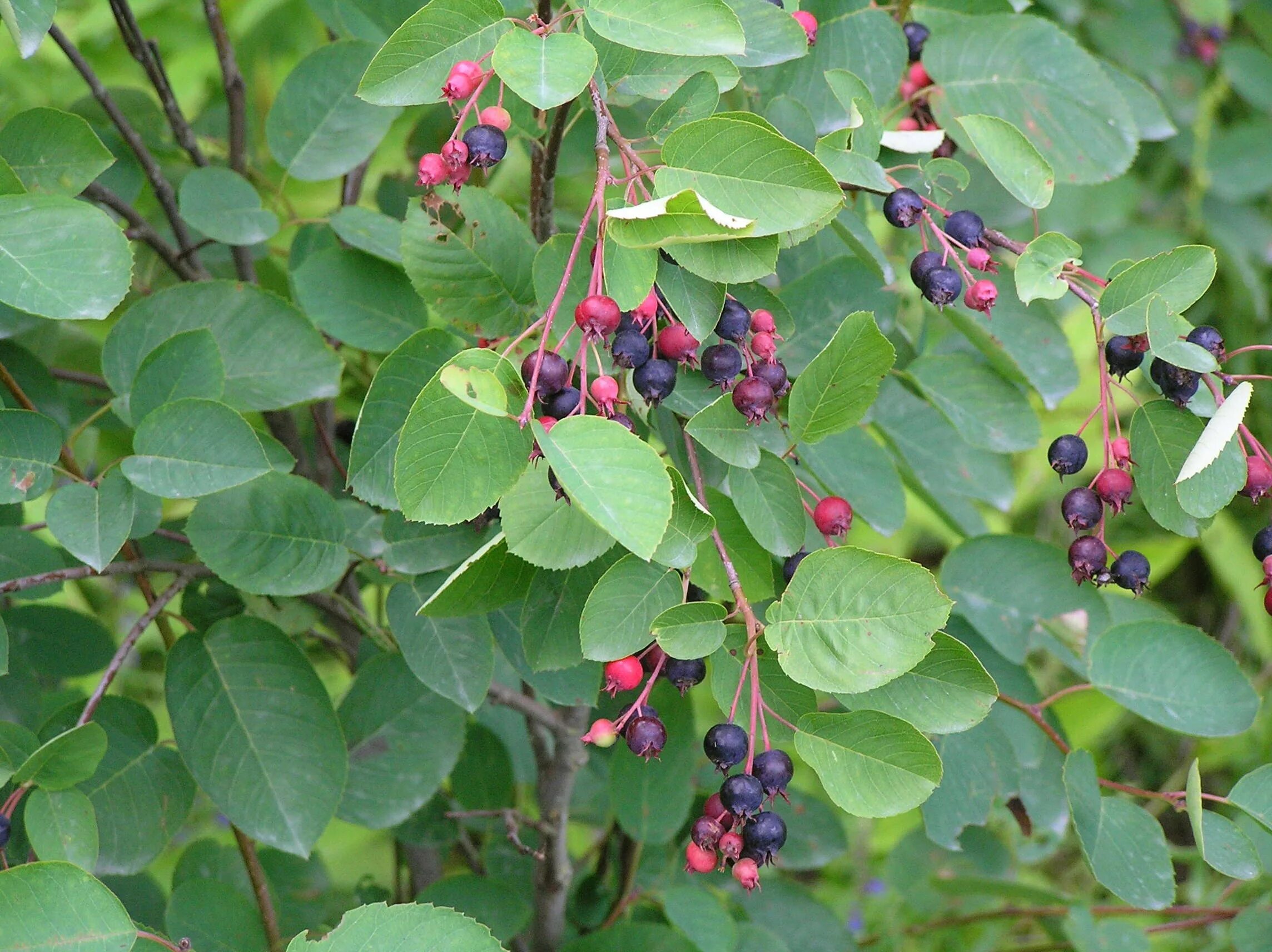 Кустарники похожие на деревья. Ирга колосистая Amelanchier spicata. Ирга круглолистная куст. Ирга круглолистная дерево. Ирга колосистая куст.