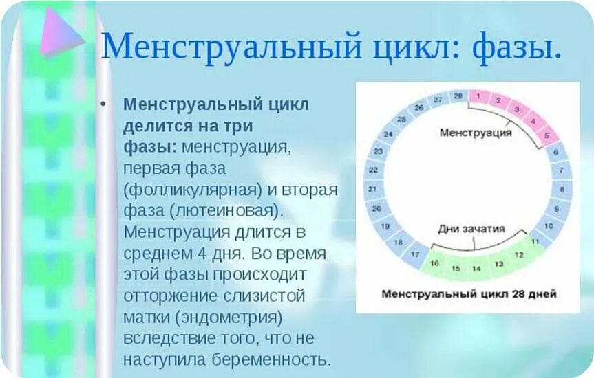 Первая фаза менстр цикла. Фазы менструационного цикла. Фазы цикла менструационного цикла. 3 Фазы менструационного цикла. Месячные седьмой день