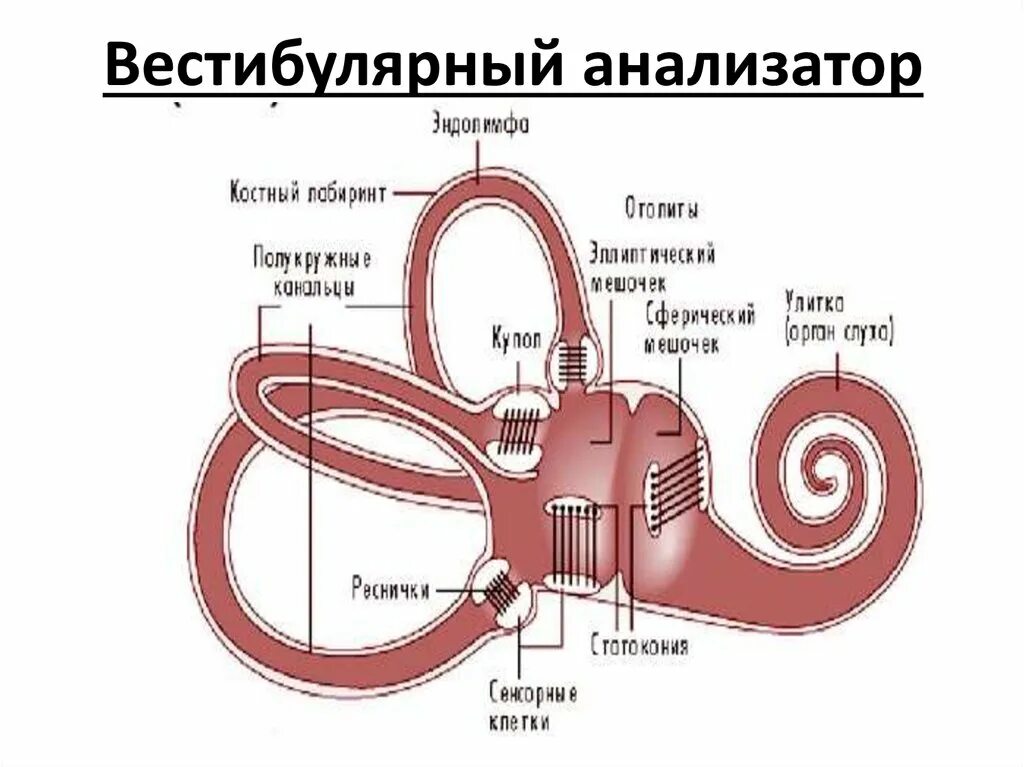 Структурно-функциональная схема вестибулярного анализатора. Схема вестибулярного анализатора схема. Периферический отдел вестибулярного анализатора. Вестибулярный анализатор строение и функции.