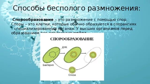Бесполое с помощью спор. Бесполое с помощью спор