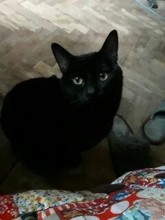 Кошка тараз