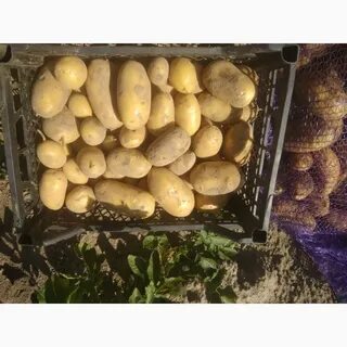 Сорт картошки королева