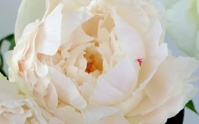 Пион Боeл оф Крим (молочноцветковый): купить в Москве саженцы Paeonia lactiflora